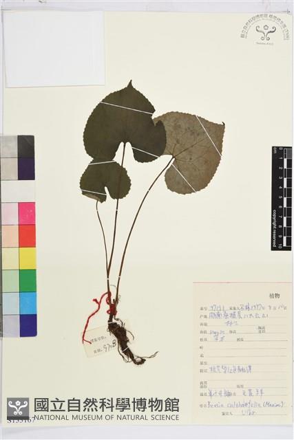 鐵破鑼藏品圖，第1張