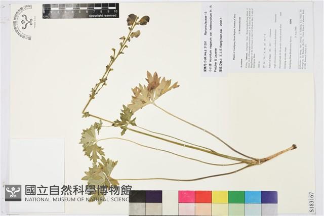 小白撐藏品圖，第1張