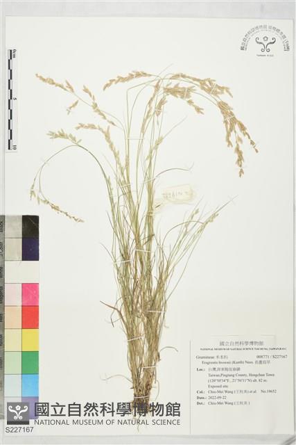 長畫眉草藏品圖，第1張