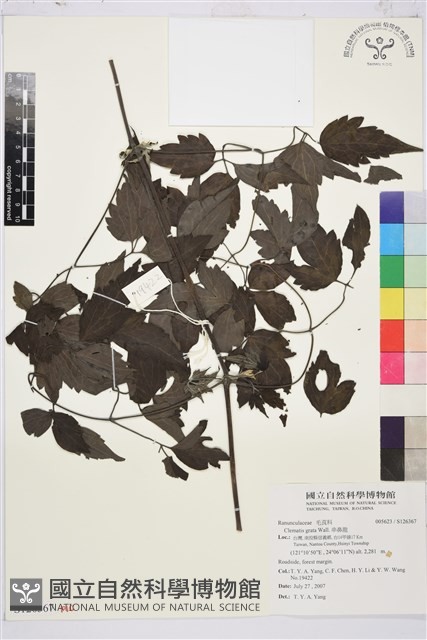 串鼻龍藏品圖，第1張