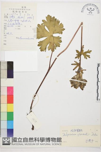 短距翠雀花藏品圖，第1張