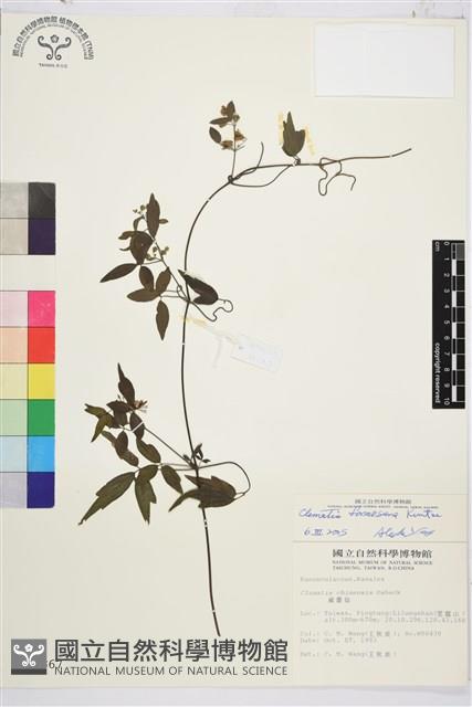 臺灣鐵線蓮藏品圖，第1張