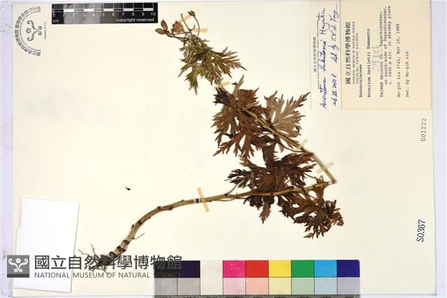 臺灣烏頭藏品圖，第1張