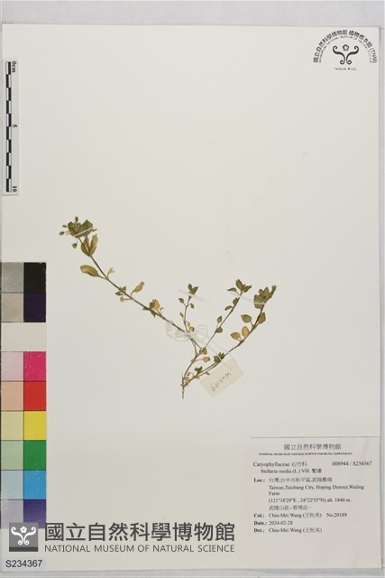 繁縷藏品圖，第1張