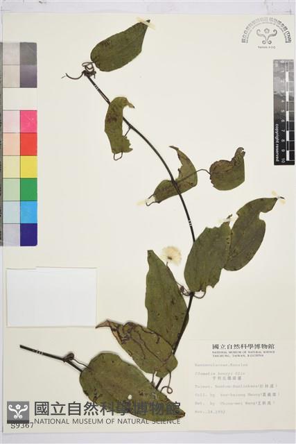 亨利氏鐵線蓮藏品圖，第2張