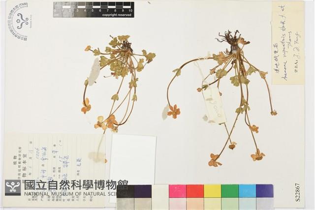 濕地銀蓮花藏品圖，第1張