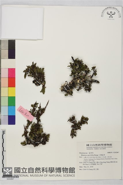 小葉鼠李藏品圖，第1張