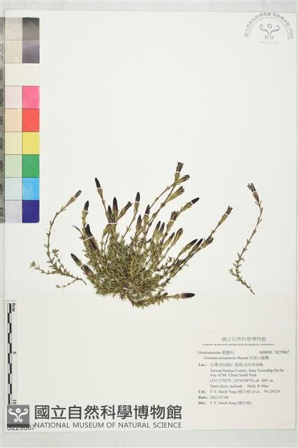 阿里山龍膽藏品圖，第1張