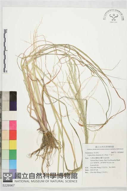 千金子藏品圖，第1張