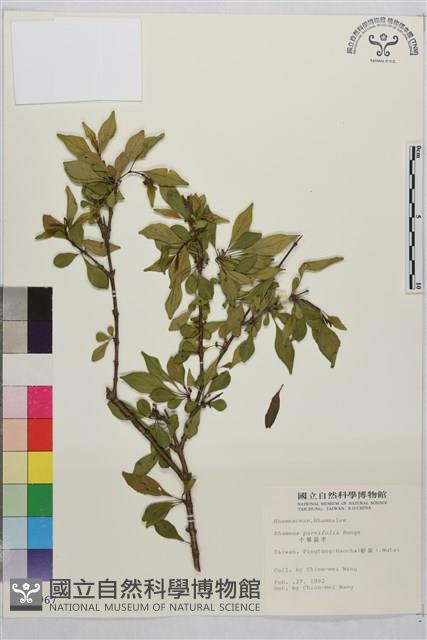 小葉鼠李藏品圖，第1張