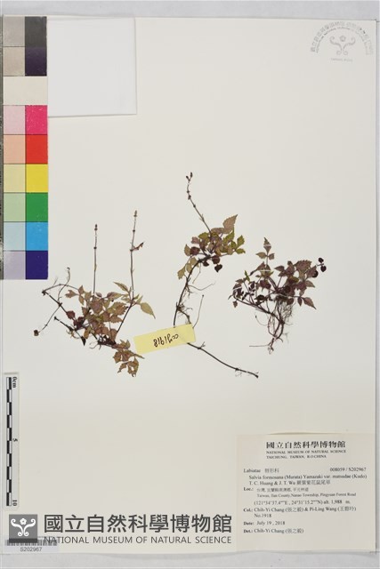 蕨葉紫花鼠尾草藏品圖，第1張