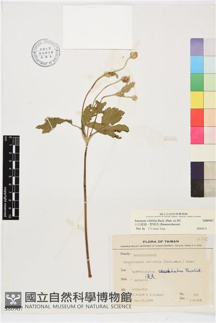 小白頭翁、野棉花藏品圖，第1張