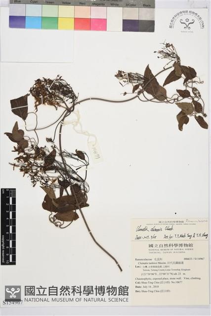 威靈仙藏品圖，第1張