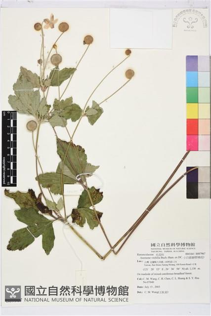 小白頭翁、野棉花藏品圖，第1張