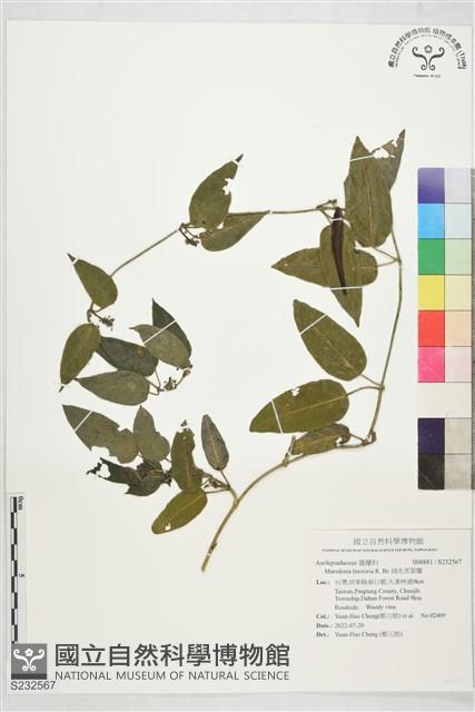 絨毛芙蓉蘭藏品圖，第1張