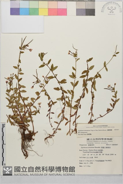 合歡柳葉菜藏品圖，第4張