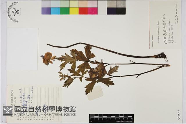 Accession Number:S057567 Collection Image