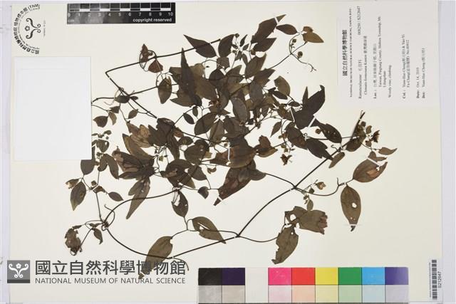 臺灣鐵線蓮藏品圖，第1張