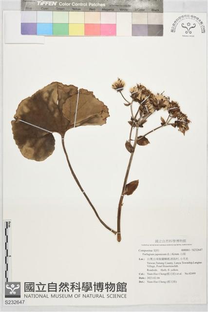 山菊藏品圖，第1張