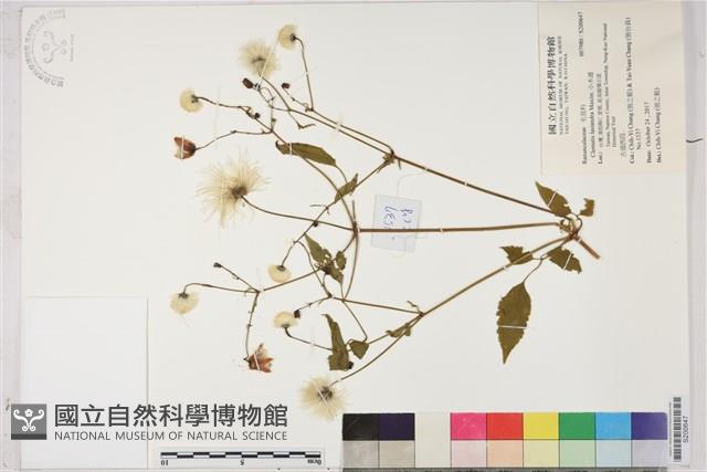 小木通藏品圖，第1張