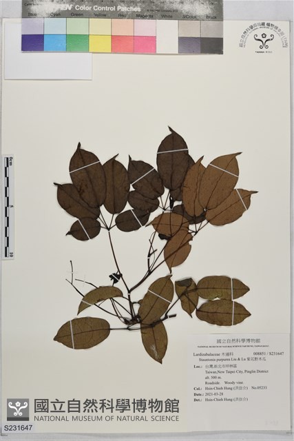 紫花野木瓜藏品圖，第1張
