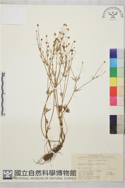 高原毛茛藏品圖，第1張