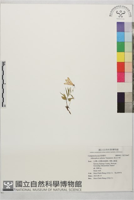 高山沙參藏品圖，第1張