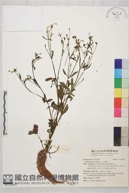 石龍芮藏品圖，第1張