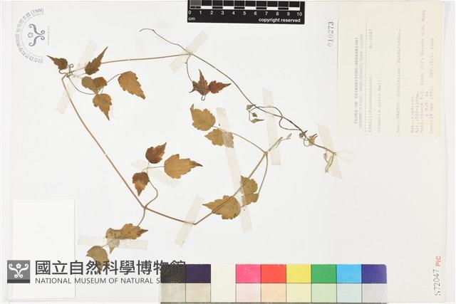 串鼻龍藏品圖，第2張