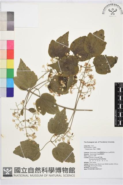 串鼻龍藏品圖，第2張