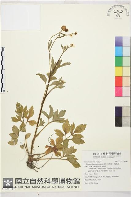 水辣菜、禺毛茛藏品圖，第1張