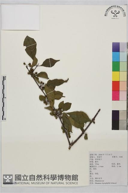 薄葉鼠李藏品圖，第1張