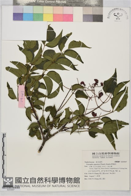 野鴉椿藏品圖，第1張