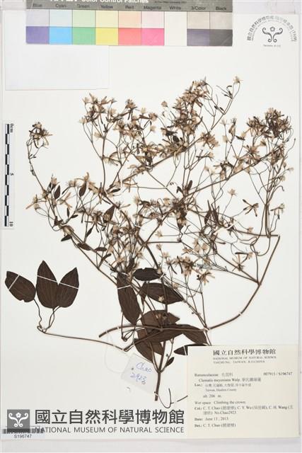 Accession Number:S196747 Collection Image