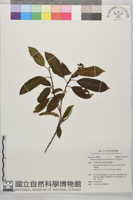 玉山假沙梨藏品圖，第1張