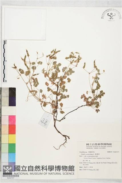 酢漿草藏品圖，第1張