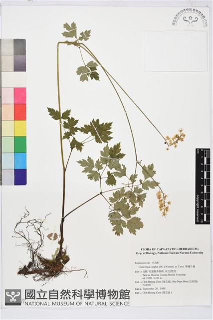 單穗升麻藏品圖，第1張