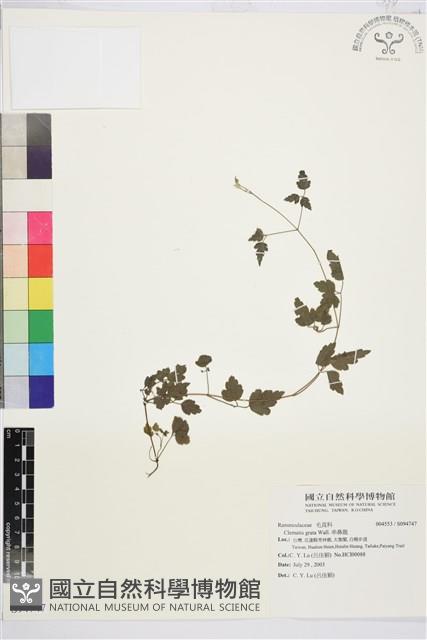 串鼻龍藏品圖，第1張