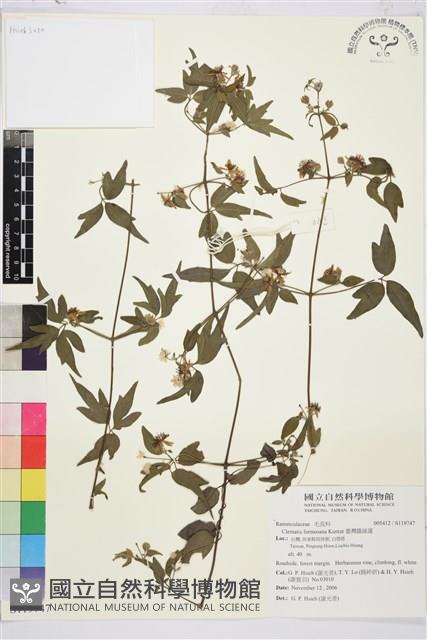 臺灣鐵線蓮藏品圖，第2張