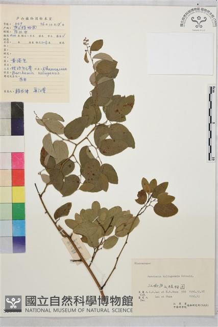 牯嶺勾兒菜, 臺灣黃鱔藤藏品圖，第1張