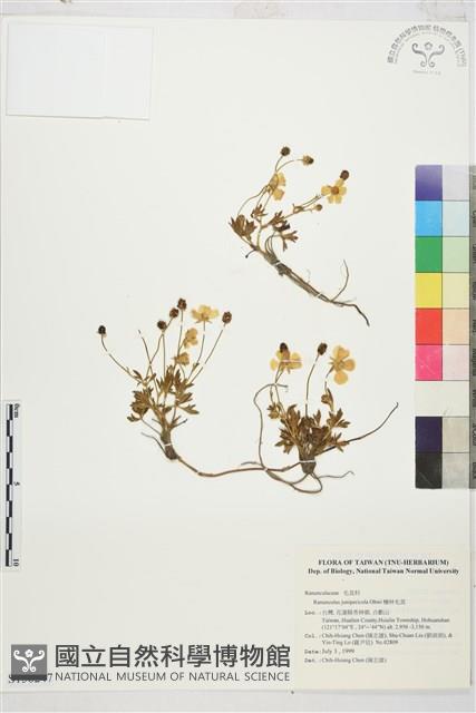 檜林毛茛藏品圖，第1張