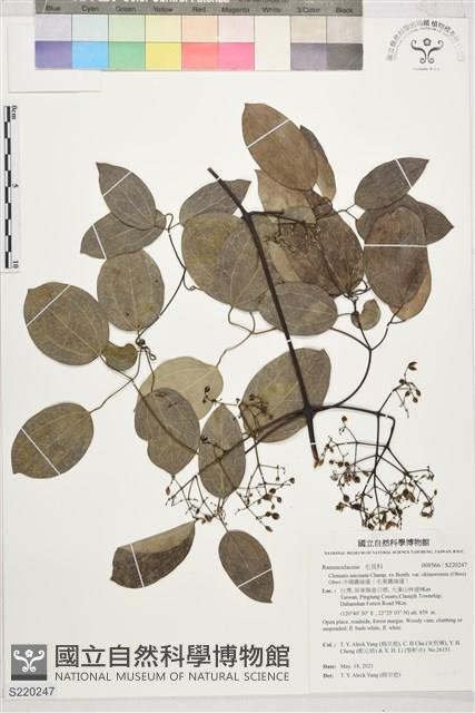 沖繩鐵線蓮（毛果鐵線蓮）藏品圖，第1張