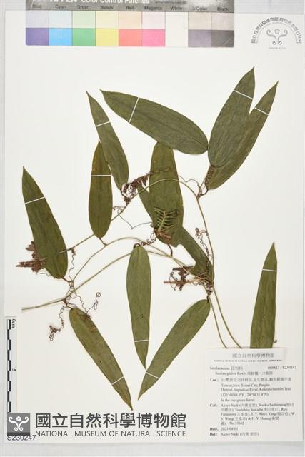 禹餘糧、冷飯藤藏品圖，第1張