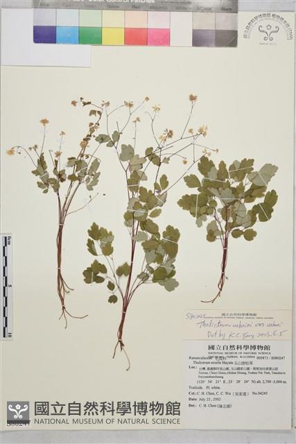 傅氏唐松草藏品圖，第1張