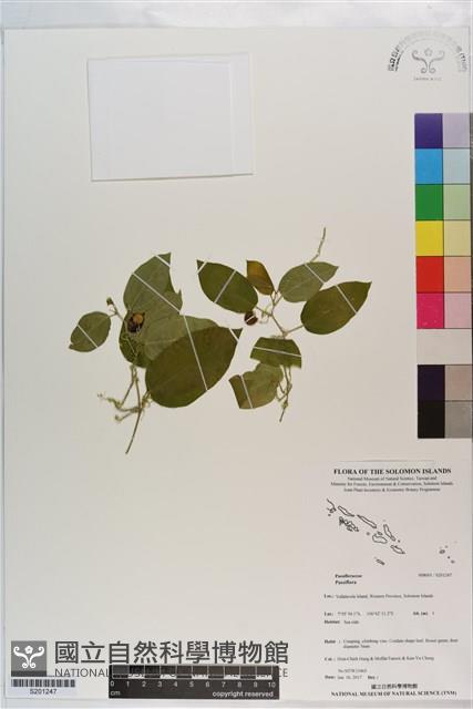 登錄號:S201247藏品圖，第1張