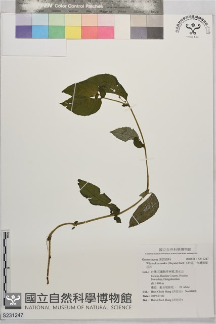 玉玲花、台灣異葉苣苔藏品圖，第1張
