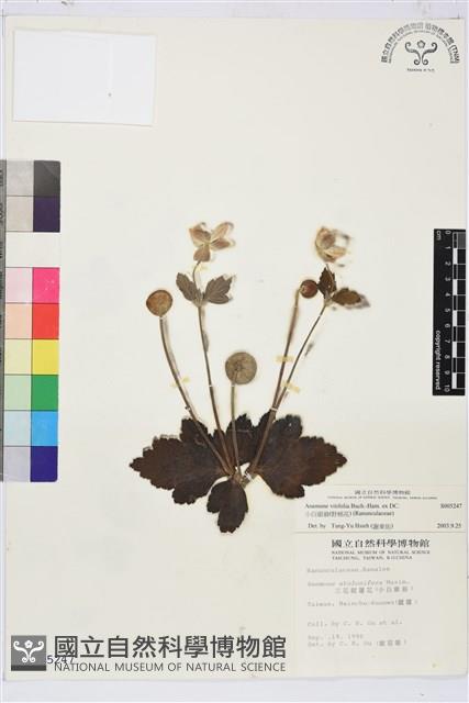 小白頭翁、野棉花藏品圖，第1張