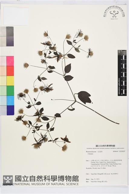 勝任鐵線蓮藏品圖，第1張