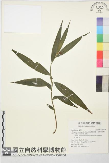 仙茅摺唇蘭、仙茅竹莖蘭藏品圖，第1張