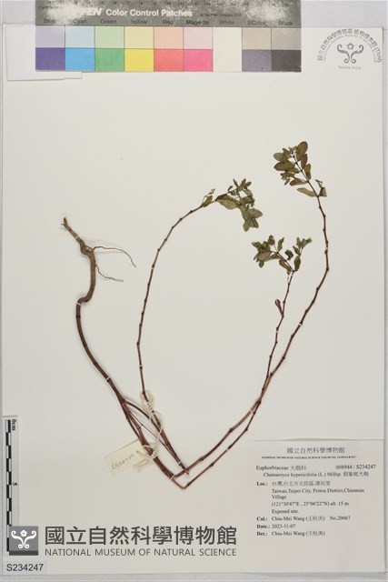 假紫斑大戟藏品圖，第1張